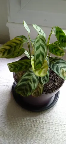 plante verte n°3