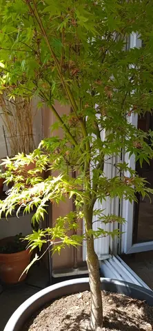 petit érable devenu grand.