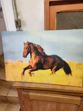 photo cheval