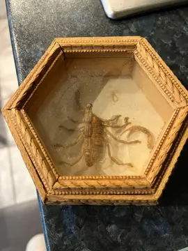 décor avec scorpion séché