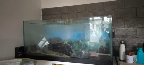 cuve aquarium