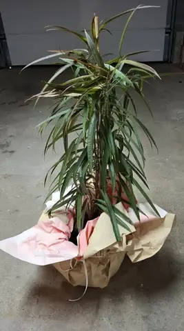 Plante verte