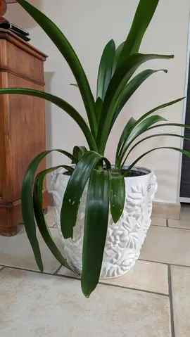 Plante verte "Clivia"