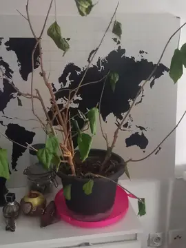 plante ficus