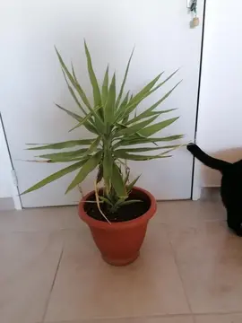 Plante