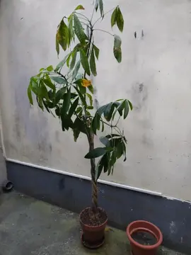 Arbre Pachira