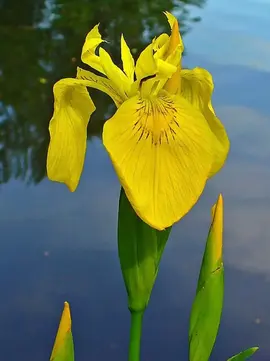 Iris d’eau