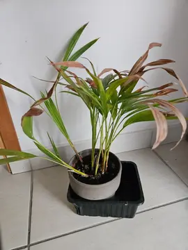 plante verte