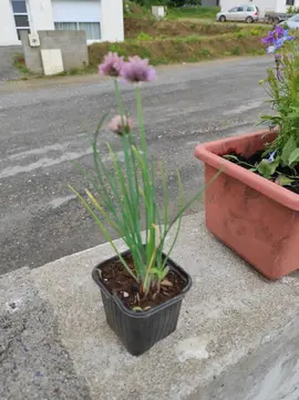 plant de ciboulette