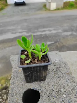 plante grasse