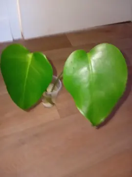 Bouture monstera