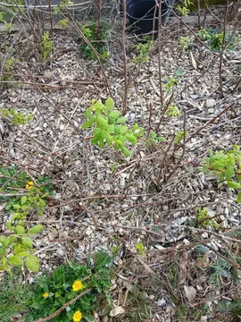 plant framboisiers