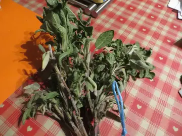 sauge ( fraiche )