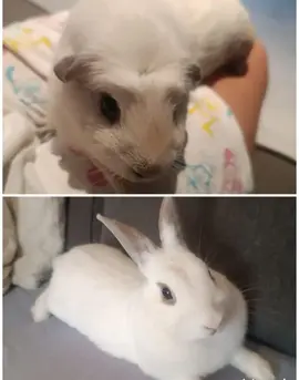 lapine et cochon d'inde