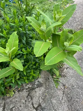 perruche plante