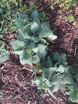 plant de sauge sclarée