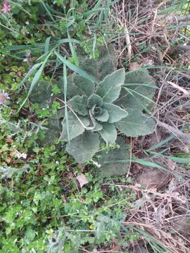plants de bourrache