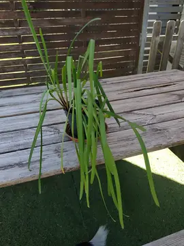 plant ciboulaille