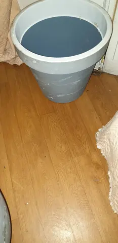 pot plante