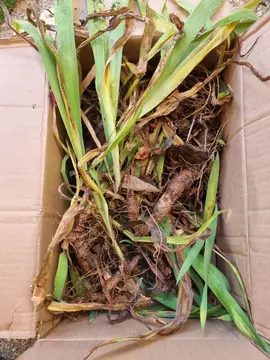 Rhizomes iris
