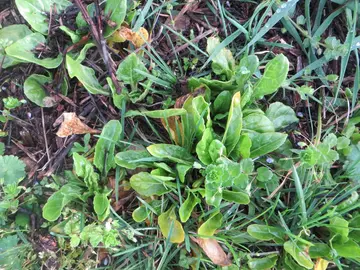 petits plants de blettes à repiquer