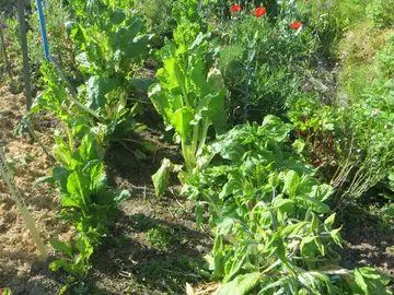 plant de mélisse