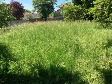 herbe à couper / foin