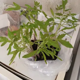 plants de tomates BIO