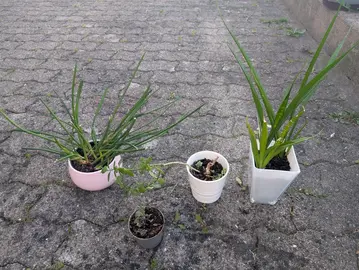 Plantes d'intérieur