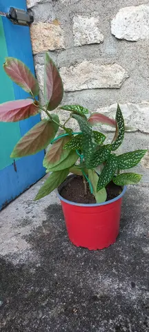 Plante Bégonia maculata