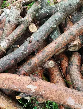 Buche bois pour Barbecue Poele cheminée