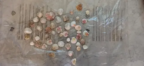 Coquillages