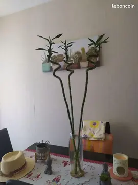 Plante intérieure lucky bamboo ( Dracaena Sanderiana)