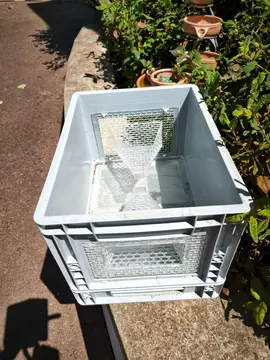 piège à frelons asiatiques
