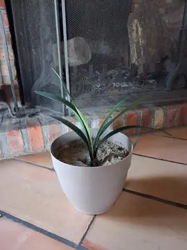 Clivia 7