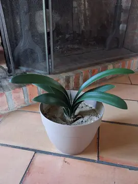 Clivia 8