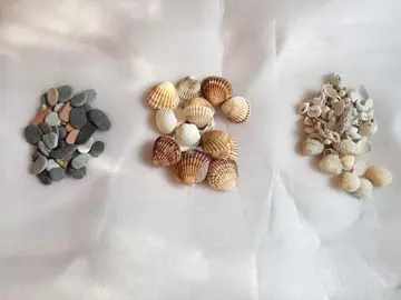 Coquillages & Galets du Cap d'Agde