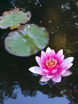 rhizome de nenuphar