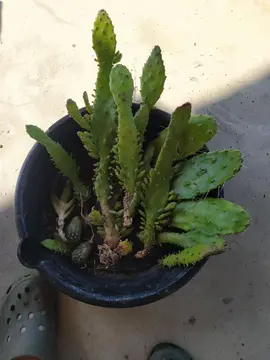 boutures cactus