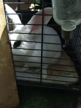 lapin