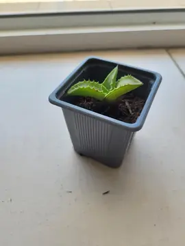 1 bouture Aloe maculata