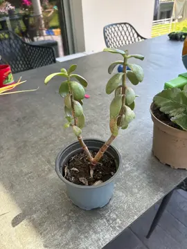 arbre de Jade