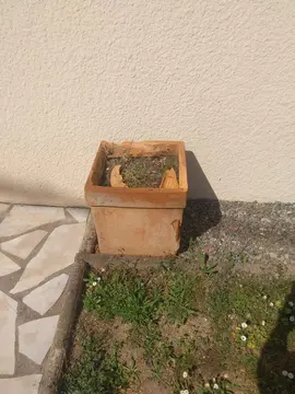 pot terre cuite