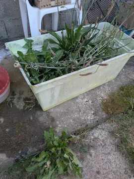 jardinière