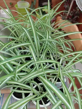 petits plans de chlorophytum