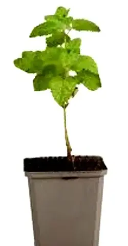 Plant de mélisse citronné