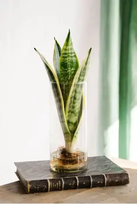 pousse sanseveria