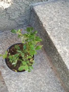 un petit pied de rosier