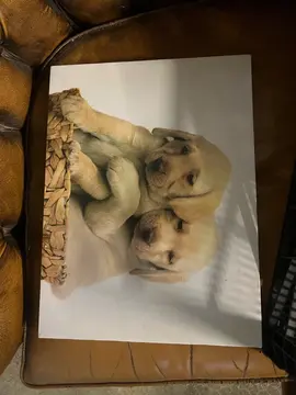 Tableau chiot