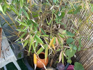 pot avec ses bambous